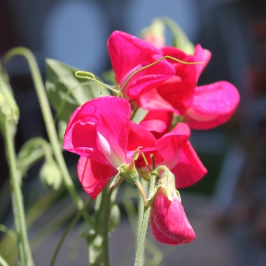Duftwicke Spencer Zorija Rose (Samen)