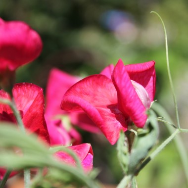 Duftwicke Spencer Zorija Rose (Samen)