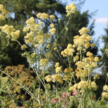 Neu! Duft-Wiesenraute (Samen)