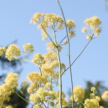 Neu! Duft-Wiesenraute (Samen)