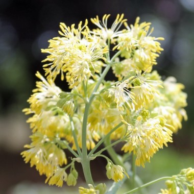 Neu! Duft-Wiesenraute (Samen)