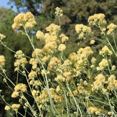 Preview: Neu! Duft-Wiesenraute (Samen)