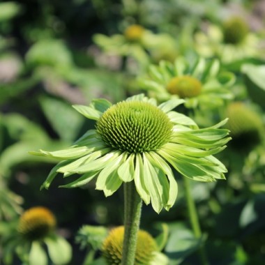 Neu! Echinacea Alan‘s Pride (Samen)