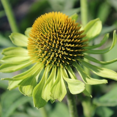 Neu! Echinacea Alan‘s Pride (Samen)