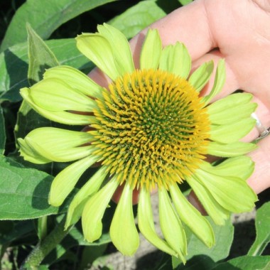 Neu! Echinacea Alan‘s Pride (Samen)