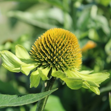 Neu! Echinacea Alan‘s Pride (Samen)