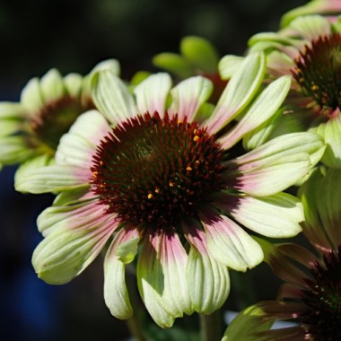 Echinacea Green Twister (Samen)