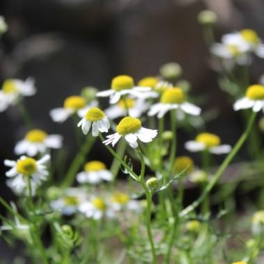 Echte Kamille Lutea (Samen)