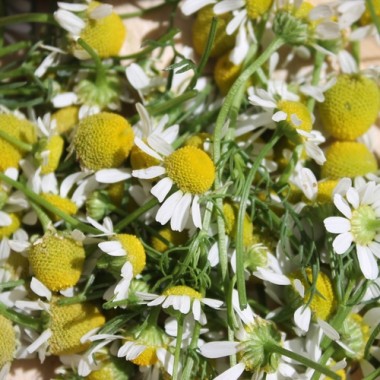 Echte Kamille Lutea (Samen)
