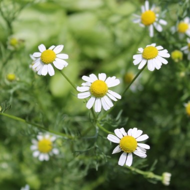 Echte Kamille Lutea (Samen)
