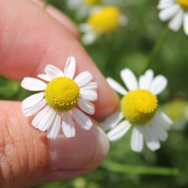 Echte Kamille Lutea (Samen)