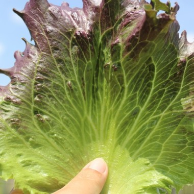 Eisbergsalat Derel (Samen)