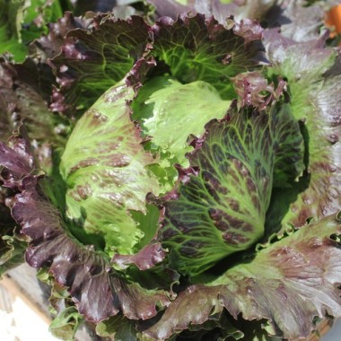 Eisbergsalat Derel (Samen)