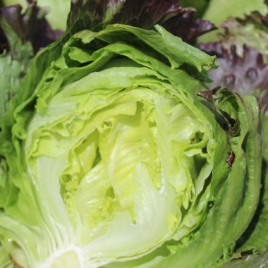 Eisbergsalat Derel (Samen)
