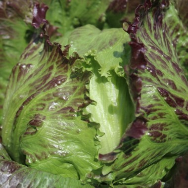 Eisbergsalat Derel (Samen)