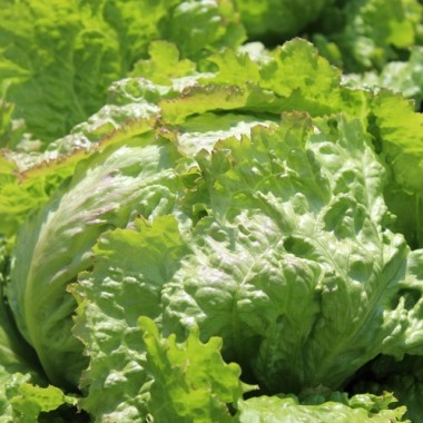 Neu! Eisbergsalat Grazer Krauthäuptel (Samen)
