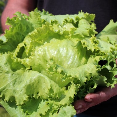 Eisbergsalat Krolowa Lata (Samen)