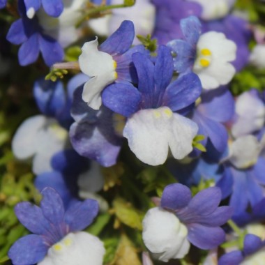Elfenspiegel Blue White (Samen)