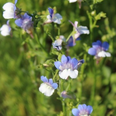 Elfenspiegel Blue White (Samen)