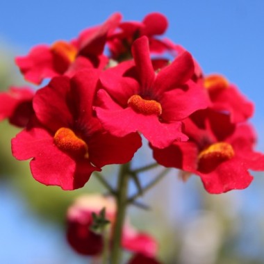 Elfenspiegel Fire King (Samen)