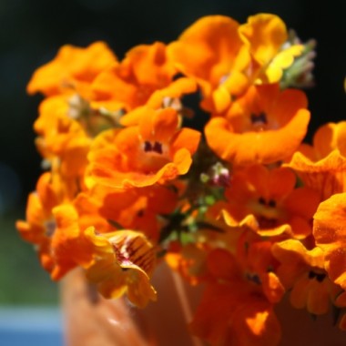 Elfenspiegel Prince of Orange (Samen)
