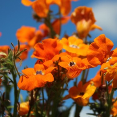 Elfenspiegel Prince of Orange (Samen)