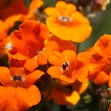 Elfenspiegel Prince of Orange (Samen)