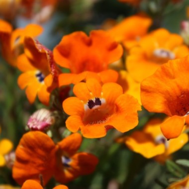 Elfenspiegel Prince of Orange (Samen)