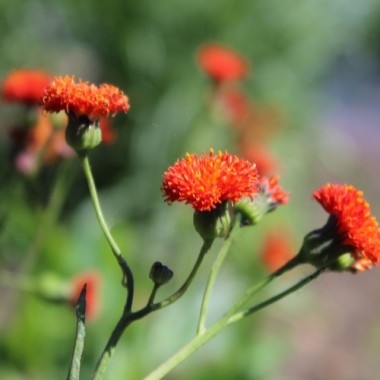Neu! Emilia orangerot (Samen)