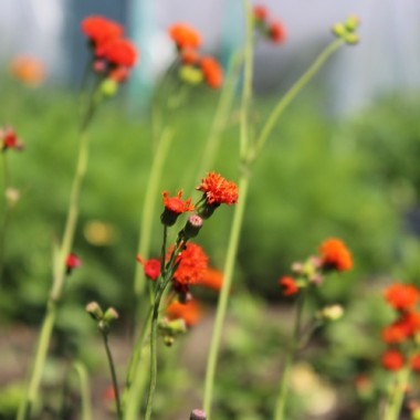 Neu! Emilia orangerot (Samen)