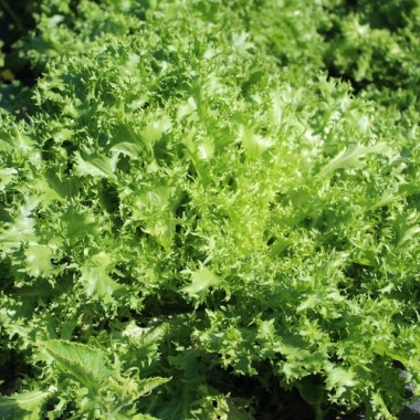 Preview: Endivie Capellina (Samen)