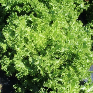 Endivie Capellina (Samen)