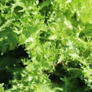 Preview: Endivie Capellina (Samen)