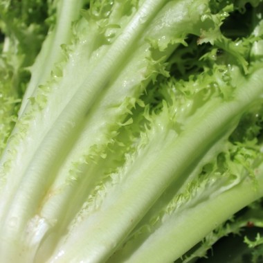 Endivie Capellina (Samen)