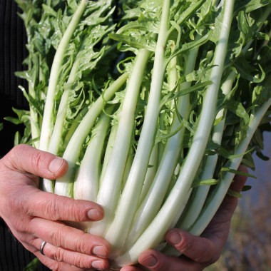 Endivie Puntarelle Brindisina (Samen)