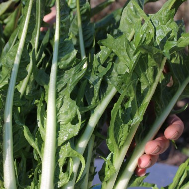 Endivie Puntarelle Brindisina (Samen)