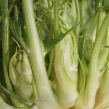 Endivie Puntarelle Molfettese (Samen)