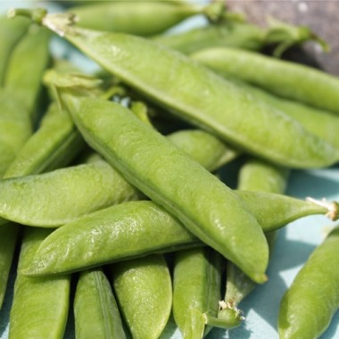 Markerbse Petit Provencal (Samen)