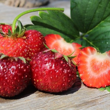 Preview: Erdbeere Auchincruive Climax (Pflanze)