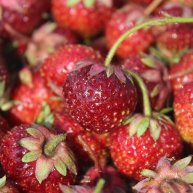 Erdbeere Auchincruive Climax (Pflanze)