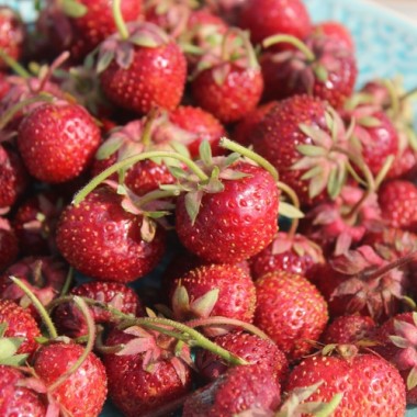 Erdbeere Auchincruive Climax (Pflanze)