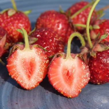 Erdbeere Auchincruive Climax (Pflanze)