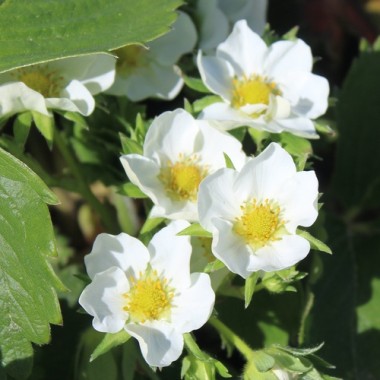 Preview: Erdbeere Cambridge Favourite (Pflanze)