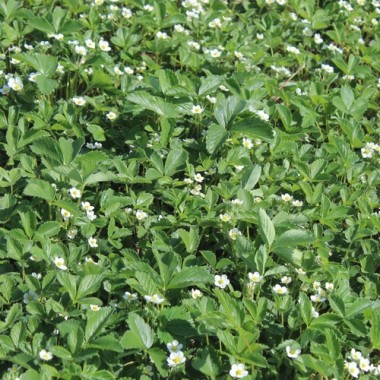 Preview: Erdbeere Georges Pink (Pflanze)