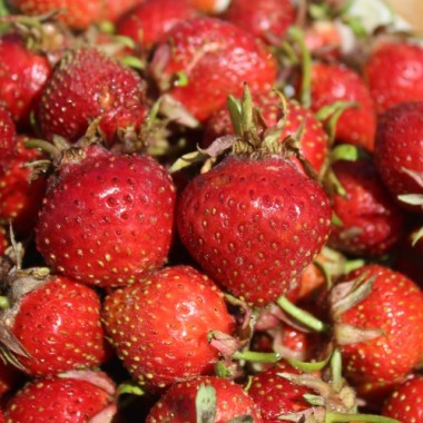 Erdbeere Korbinskaya Rannyaya (Pflanze)