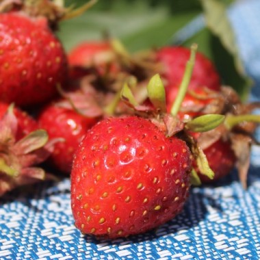 Erdbeere Korbinskaya Rannyaya (Pflanze)