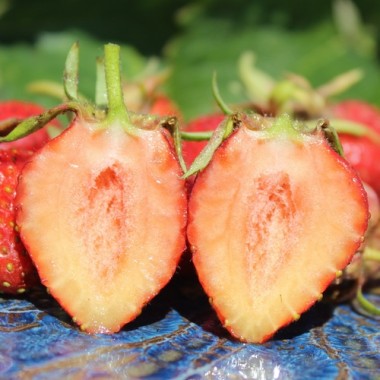 Erdbeere Korbinskaya Rannyaya (Pflanze)