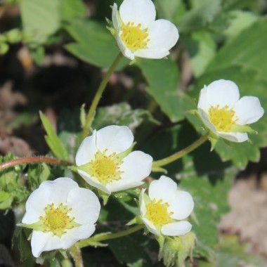 Erdbeere Korbinskaya Rannyaya (Pflanze)