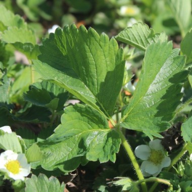 Erdbeere Korbinskaya Rannyaya (Pflanze)