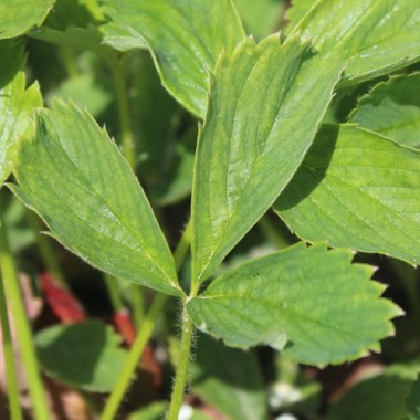 Preview: Neu! Erdbeere Maikönigin (Pflanze)